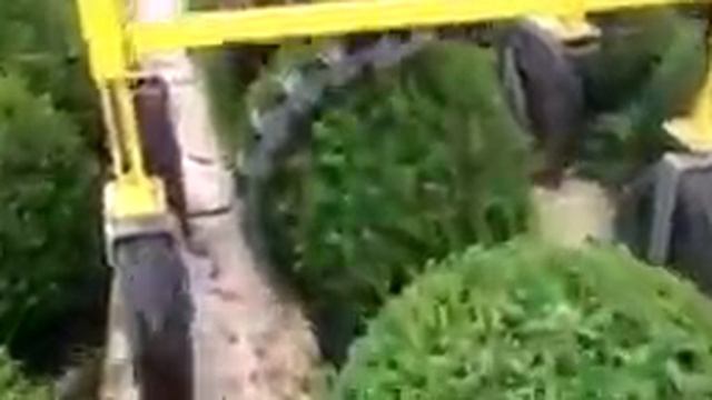 Топиарное искусство. Промышленная стрижка самшита. смотреть онлайн