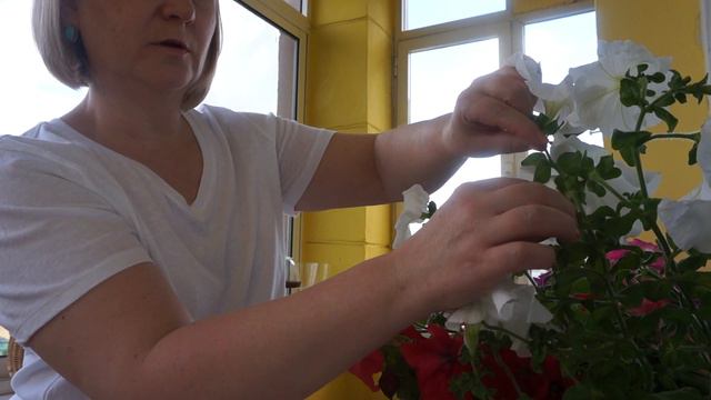 Петуния посадка и уход советы по выращиванию