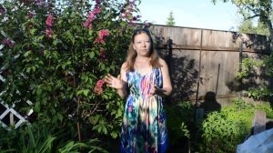 Сирень Престон - сенсация в саду