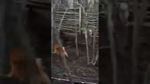 Карело-финская лайка, притравка по кабану