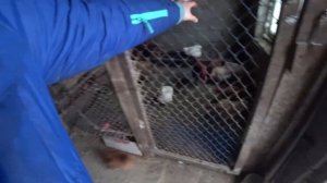 Подготовка курятника к зиме