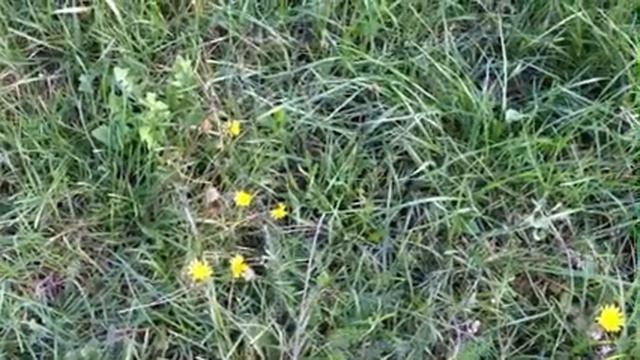 Лютики смотреть онлайн