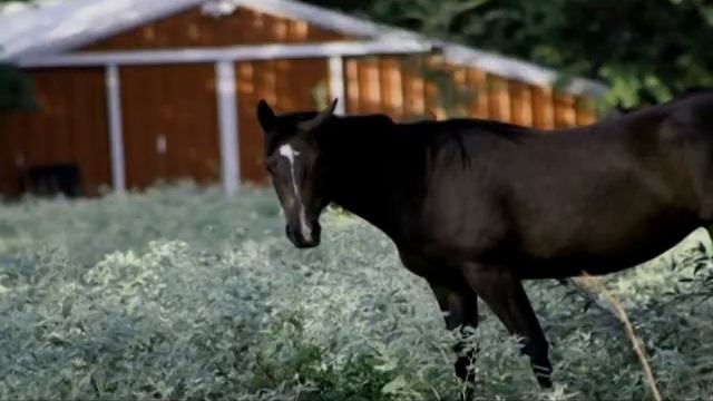 The Magic Tractor (a sequel to The Magic Pillow) смотреть онлайн