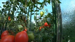 Лучшие сорта помидор. Обзор томатов.