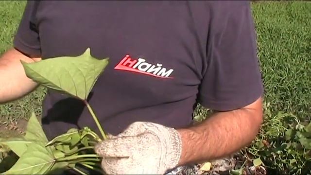 Батат сорта Китайский зубчатый (Китайский белый). смотреть онлайн