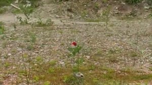 Айре и Саруман - Ка-тет