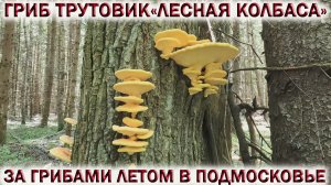 ❗ЗА ГРИБАМИ В ПОДМОСКОВЬЕ.?ГРИБ «ЛЕСНАЯ КОЛБАСА»?ТРУТОВИК СЕРНО-ЖЁЛТЫЙ.?Грибы 2022 июнь