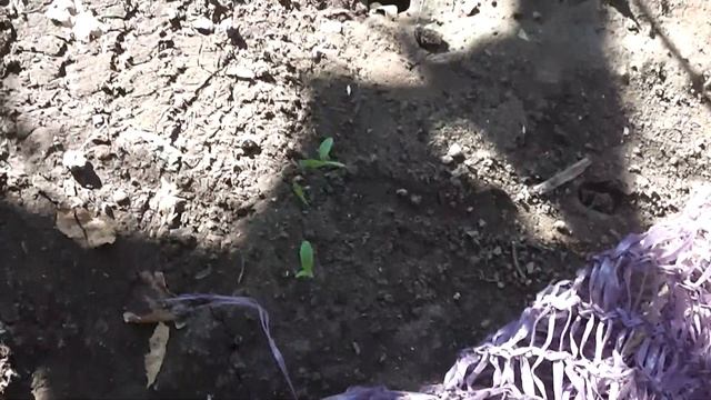 Ложное вызревание лозы (от чего это происходит) смотреть онлайн