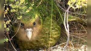 Rare Kakapo parrot fighting for Survival