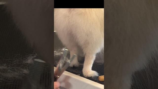 Груминг шпица Фионы от А до Я| Grooming of Spitz Fiona from A to Z. Excellent Grooming #petsgroomin