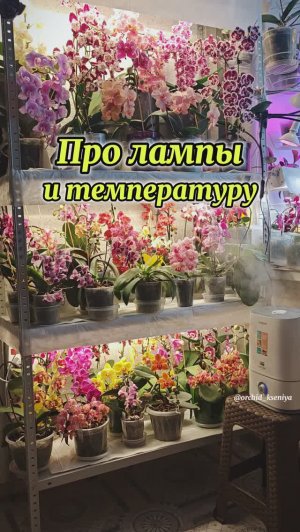 Мой летний стеллаж! 🌺 Облака цветущих орхидей! Рассказываю, как добиться такого результата 🥰🌸