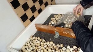 Инкубатор несушка | хороший способ инкубаци #перепела #инкубация