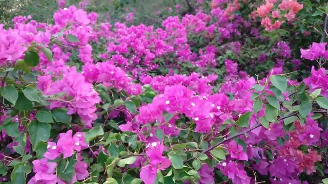 Beauty of MDSU Campus - Bougainvillea #mdsu #Ajmer #bougainvillea