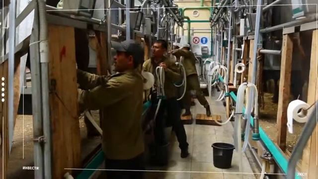 Производство сухого порошка из кобыльего молока-Саумал(KAZ)