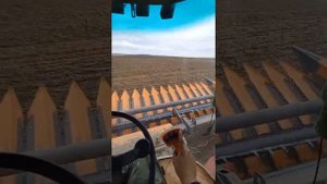 Окончание уборки подсолнечника. Акрос 530+жатка orange seed 7800.