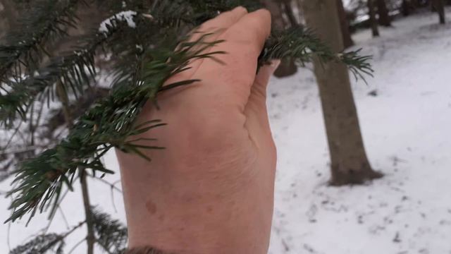 Пихта Фразера зимой. Небольшой обзор. смотреть онлайн
