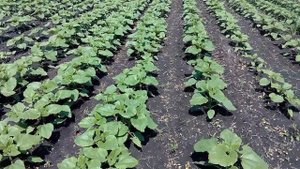 Евролайтинг или гранстар? #ПОДСОЛНУХ