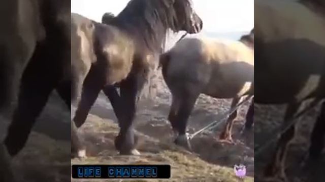 Спаривание Больших Лошадей. Супер Спаривание