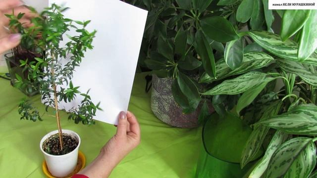 Продолжаем формировку МИРТА на ШТАМБЕ. смотреть онлайн