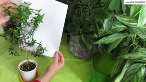 Продолжаем формировку МИРТА на ШТАМБЕ.