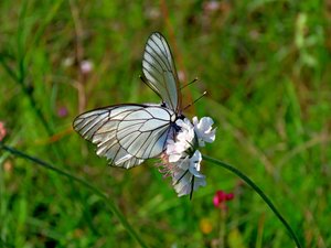 Встречи с бабочками. Голубянка. Боярышница. Бархатница. Репейница.  Капустница.