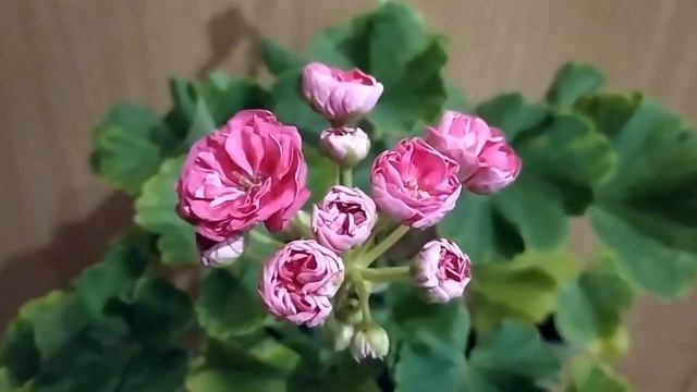 Изменения листьев пеларгонии. Симптомы дефицита света у пеларгонии. Лучшие сортовые пеларгонии. смотреть онлайн