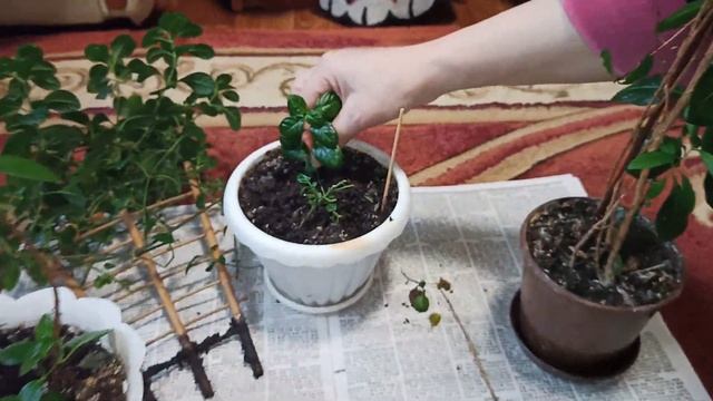 Комнатные цветы в феврале. Барлерия смотреть онлайн