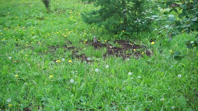 Студенческий городок. Зарисовка