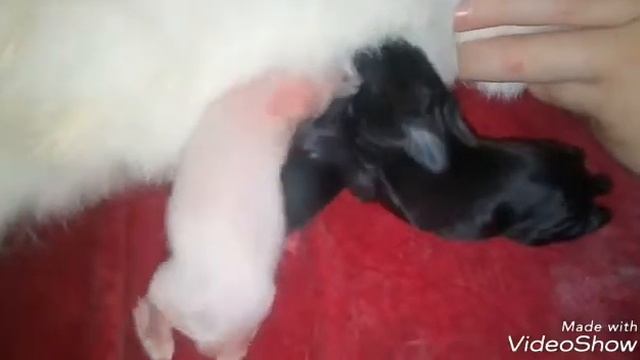 Крольчата. Как они растут.