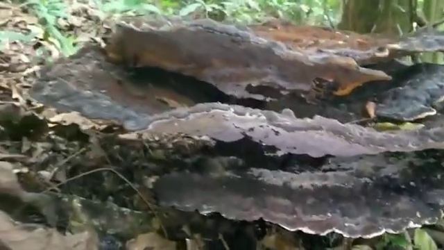 Orelha-de-pau gigante - Ianzito Freitas Selva. смотреть онлайн