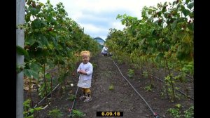 Малина Маравилла - итоги прошлых сезонов 2019.  Маравилла - малина которая дарит радость