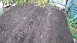 Сажаю чеснок Алькор / Cидераты