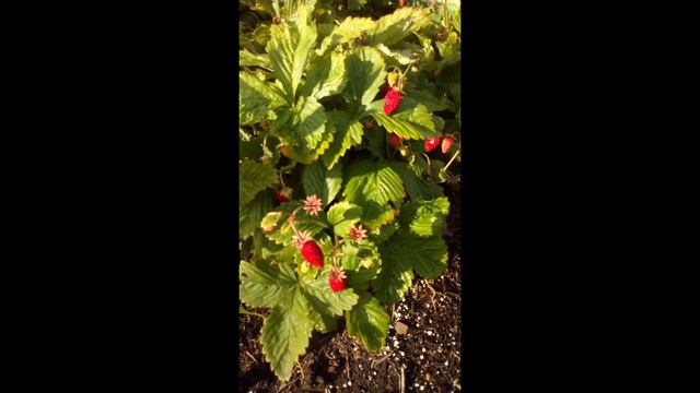 🔸️вермикулит🔸️,отличная поддержка👍 смотреть онлайн