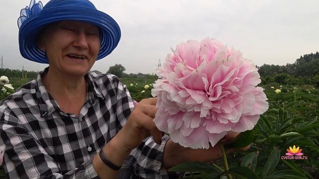 Прекрасные пионы для вашего сада. Часть 1 / Сад Ворошиловой смотреть онлайн