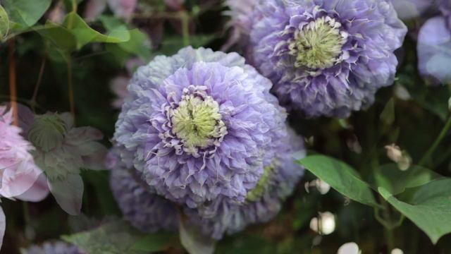 나의 클레마티스 | 장미 정원 | #clematis #rosegarden