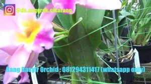 anggrek Cattleya Rlc Golden Regal x Rlc Duh's Ruby bunganya cantik dan besar