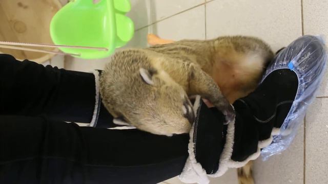 контактный зоопарк "Бебека" смотреть онлайн