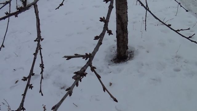 Я вижу верные признаки скорого отела коровы и 70г пуха с козы смотреть онлайн