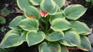 Хоста гибридная Вайд Брим (hosta hybrida wide brim) ? обзор: как сажать, рассада хосты Вайд Брим