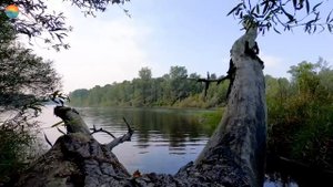 ?Великолепное пение дрозда в лесу, лечит нервы и улучшает сон. Пение птиц в лесу.