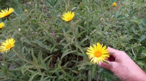 Девясил  #трава #девясил #цветы