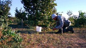 Фундук Косфорд, урожай 12.09.20