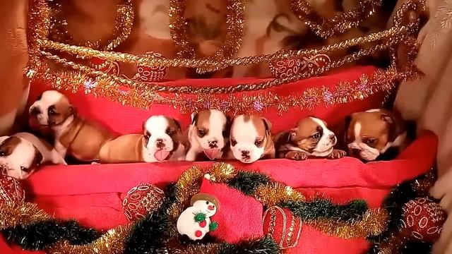 Puppy 19.11.2015г. смотреть онлайн