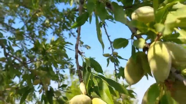 Псалом 102 Благослови душе моя Господа смотреть онлайн