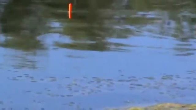 Летняя рыбалка на поплавочную удочку