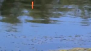 Летняя рыбалка на поплавочную удочку