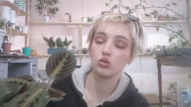 Маранта. Уход. Как размножить черенками. Чудесный цветок.