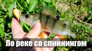 Хищник на спиннинг в Мае. Непредсказуемая рыба реки Свапа