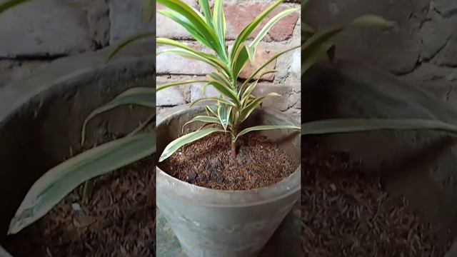 A beautiful indoor plant song of India