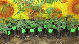 Томатные Гномы. Сравниваю рассаду Томатных гномов и простых томатов в возрасте 24 дней.